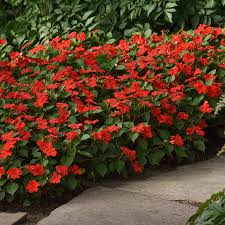 Image result for Impatiens mildbraedii