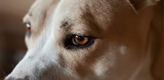 If it is malignant or cancerous, then at least we know and can discuss what to do next. 20 Early Warning Signs Of Canine Cancer