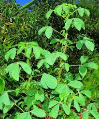 Image result for Crotalaria incompta