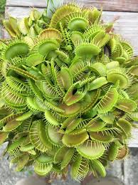 The best way to take care of the venus fly trap plant is by using. Venus Flytrap Red Rosette Giant Growing In A 6 Pot Venus Fly Trap Carnivorous Plants Beautiful Flowers
