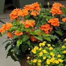 Image result for Crossandra fruticulosa