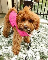 Be sure to like us on facebook to get the latest puppy pictures! Spingview Mini Goldendoodles