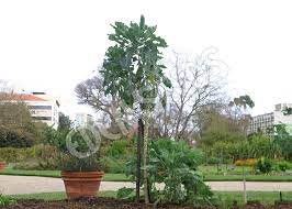 Walking stick cabbage (brassica oleracea var. Cabbage Walking Stick Eden Seeds