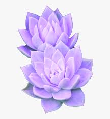 Pastel tumblr purple background cute wallpapers roxos roxo cores roxas. Purple Aesthetic Tumblr Succulent Succulent Clipart Transparent Background Hd Png Download Transparent Png Image Pngitem