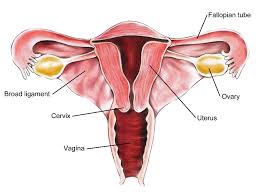 If the amh is above 1.2, we feel relatively reassured. Mullerian Anomalies Female Sex Accessory Duct Malformations