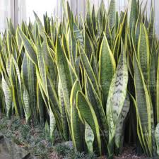 Image result for Sansevieria trifasciata