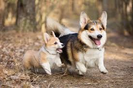 The pembroke welsh corgi is a long (by its body compared to the legs), low to the ground dog. Welsh Corgi Dog Breed Complete Guide Az Animals
