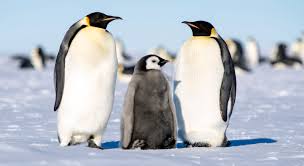 Alan ball shares his list of unforgettable characters. In Photos The Emperor Penguin S Beautiful And Extreme Breeding Season Live Science