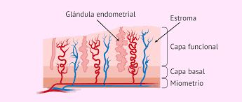 Por qué es importante el endometrio en reproducción asistida?