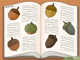 This opportunistic pathogen is a common inhabitant of the bark of hardwood trees, but it is only of consequence when the trees are under severe stress. How To Identify Oaks By The Acorns 13 Steps With Pictures