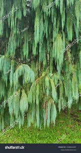 Image result for Cupressus funebris
