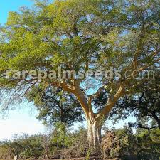 Image result for Ficus sycomorus