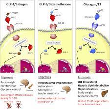 Anti Obesity Therapy From Rainbow Pills To Polyagonists Pharmacological Reviews