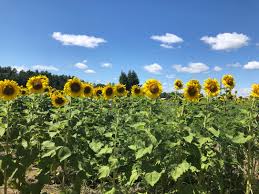 When you visit a massive field with rows and rows of them on. A Visit To A Sunflower Field Is What Everyone Needs This Summer Minnesota Monthly