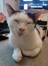 Contact me or Janis Buda if seen! Share please