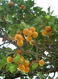 Image result for Prunus armeniaca