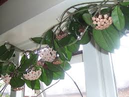 Image result for hoya plant flower