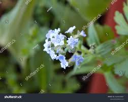 Image result for Cynoglossum amplifolium
