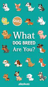 6 how old was the world's oldest dog when he died? What Dog Breed Are You Dog Breed Quiz Dog Quiz Dog Quizzes