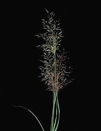 Image result for Capillipedium