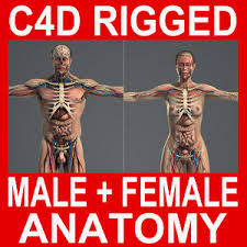 The internal parts of female sexual anatomy (or what's typically referred to as female) include: 3d Models For Download Turbosquid