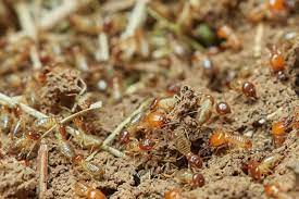Signs that you have termites in your garden. Bug Off 5 Effective Ways To Get Rid Of Termites In Garden Safeguard Pest Control