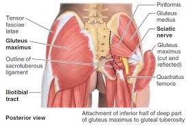 Tight glutes can lead to a number of other injuries, so it's important to warm. Muscles Of The Gluteal Region Flashcards Quizlet