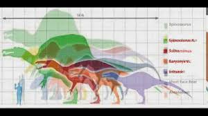 dinosaur size chart youtube