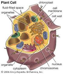 Plant And Animal Cells Plant And Animal Cells Animal Cell Plant Cell