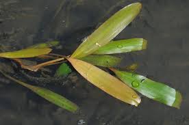 Image result for Potamogetonaceae