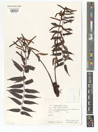 Image result for Cyathea mildbraedii