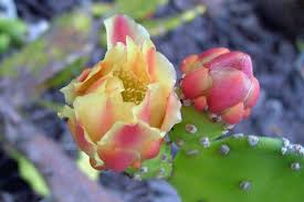 Image result for Opuntia monacantha