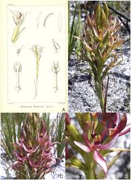 Image result for Disperis dicerochila