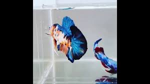 Selain itu, biaya pemeliharaan yang relatif murah dan karakteristiknya yang tidak interaktif. Ikan Cupang Koi Galaxy Jantan Youtube