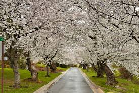 Where to See Cherry Blossoms in Washington, D.C. (and Beyond) in 2026