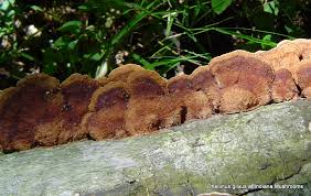 Image result for Phellinus gilvus