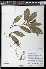 Image result for Polyspatha hirsuta