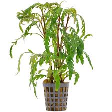 Image result for Hygrophila mutica