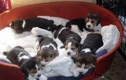 Adopt a purebred beagle puppy today! Beagle Puppies In Best Quality Available Dehradun Zamroo