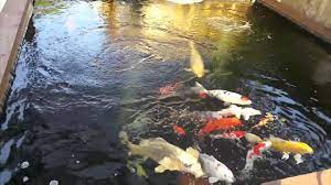 Larger koi require at least 1,000 gallons and do best in ponds over 2,000 how to filter solids in koi pond My 3000 Gallon Koi Pond Youtube