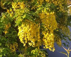 Image result for Laburnum anagyroides