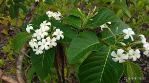 Image result for Holarrhena pubescens