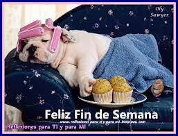 Imagenes de feliz fin de semana divertidas. Saludos Disfraces Para Perros Feliz Fin De Semana Fotos De Perros Graciosas