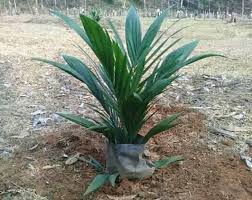 Kelapa sawit terdiri daripada dua spesies arecaceae atau famili palma yang digunakan untuk pertanian komersil dalam pengeluaran minyak kelapa sawit. Cara Budidaya Kelapa Sawit Hingga Panen Terbukti Panen Berlimpah