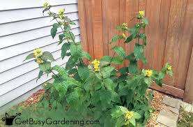 It's known for the large, showy flowers that are good for arrangements. 15 Partial Shade Shrubs For Your Yard Or Garden