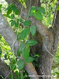 Image result for Vincetoxicum heterophyllum