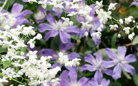Клематис arabella (арабелла) integrifolia g. Clematis Arabella Ist Auch Fur Anfanger Bestens Geeignet Clematisworld