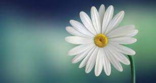 اجمل خلفيات لابتوب hp hd laptop wallpapers 1080p tecnologis flower images inspirational quotes with images short inspirational quotes