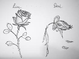 This realistic rose drawing is simply breathtaking. Dying Rose Drawing Step By Step Novocom Top