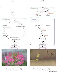 Image result for Cleomaceae